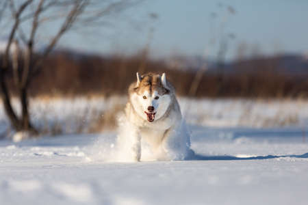 Crazy, happy and funny beige and white dog breed siberian husky with tonque out jumping and running fast on the snow in the winter field. husky dog has fun on sunny dayの写真素材