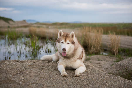 Profile Portrait of gorgeous beige and white siberian husky dog with brown eyes lying on the sand near the pond at seaside at sunsetの写真素材
