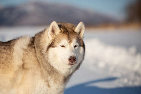 Profile portrait of gorgeous, free and happy siberian Husky dog sitting on the snow in winter forest on sunny dayの写真素材