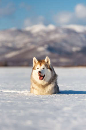 Portrait of Beautiful, free and prideful dog breed siberian husky lying in the snow field in winter on mountain background on sunny dayの写真素材