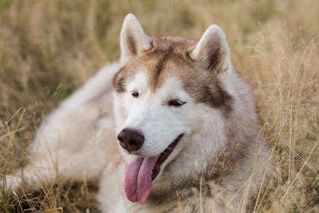 Close-up Portrait of gorgeous beige and white siberian husky dog with brown eyes lying in the withered grass field at sunsetの写真素材