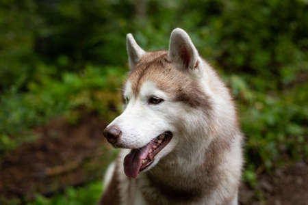 Profile portrait of beautiful dog breed siberian husky in the forest on rainy dayの写真素材