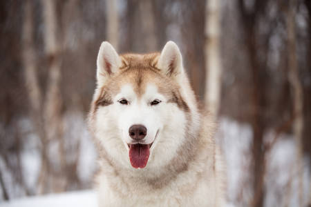 Close-up Portrait of gorgeous, cute and free Siberian Husky dog sitting on the snow path in the mysterious winter forestの写真素材