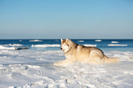Portrait of beautiful Siberian husky on ice floe on the frozen Okhotsk sea background. Image of gorgeous, free and wise husky dog is lying on the snow and enjoying the momentの写真素材