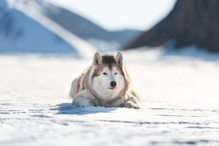Close-up Portrait of beautiful Siberian husky on ice floe on the frozen Okhotsk sea and snow capped peak's background. Image of Free and wise husky dog is lying on the snow on mountain's backgroundの写真素材