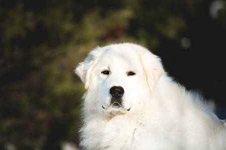 Portrait of beautiful and free maremmano abruzzese sheepdog. Close-up of big white fluffy dog lying on the snow in the forest in winter on sunny dayの写真素材