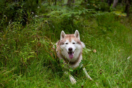 Portrait of happy and beautiful beige and white dog breed siberian husky with tonque hanging out lying in the grass in early fall on rainy dayの写真素材