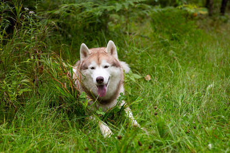 Portrait of happy and cute beige and white dog breed siberian husky with tonque hanging out lying in the grass in early fall on rainy dayの写真素材