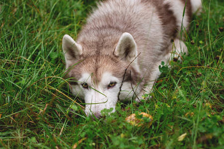 Portrait of Cute and attentive beige and white siberian husky dog with brown eyes lying in green grass on rainy summer dayの写真素材