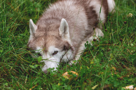 Portrait of Cute and attentive beige and white siberian husky dog with brown eyes lying in green...
