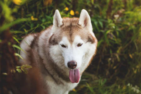Close-up Portrait of attentive Siberian Husky dog with tonque hanging out sitting in the bright mysterious autumn forest.の写真素材