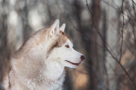 Profile Portrait of beautiful, adorable and free Siberian Husky dog sitting on the snow path in the mysterious winter forest at sunset.の写真素材