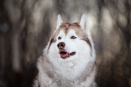 Profile portrait of dog breed siberian husky sitting on the snow path in the mysterious winter forest at sunset.の写真素材