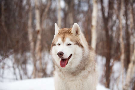 Close-up Portrait of beautiful, cute and free Siberian Husky dog sitting on the snow path in the mysterious winter forestの写真素材