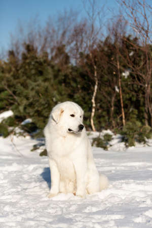 Portrait of beautiful and free maremmano abruzzese sheepdog. Profile image of big white fluffy dog sitting on the snow in the forest in winter on sunny dayの写真素材