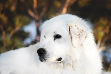 Portrait of beautiful and free maremmano abruzzese sheepdog. Profile image of big white fluffy dog lying on the snow in the forest in winter at sunsetの写真素材