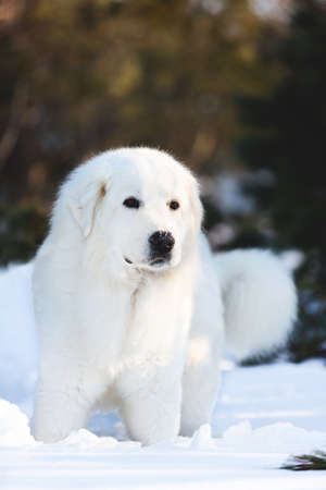 Close-up Portrait of beautiful, happy and free maremmano abruzzese sheepdog. Profile image of big white fluffy dog standing on the snow in the forest in winter at sunsetの写真素材