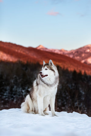 Profile Portrait of gorgeous Siberian Husky dog sitting is on the snow in winter forest at sunset on...
