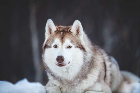 Close-up Portrait of beautiful, happy and free Siberian Husky dog lying on the snow path in the winter forestの写真素材