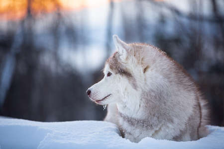 Profile Portrait of gorgeous, happy and cute Siberian Husky dog lying on the snow path in the mysterious winter forest at golden sunset.の写真素材