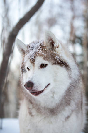 Profile Portrait of beautiful, prideful and adorable Siberian Husky dog sitting on the snow path in the mysterious winter forest at sunset.の写真素材