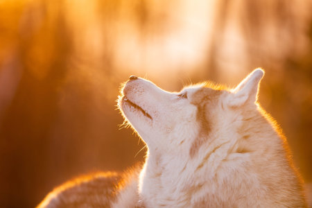 Profile Portrait of adorable, happy and cute Siberian Husky dog lying on the snow and relaxing in...