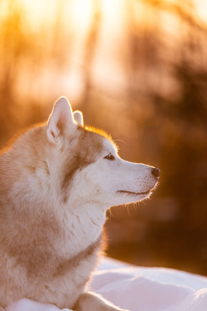 Profile Portrait of beautiful, happy and free Siberian Husky dog lying on the snow and looking to...