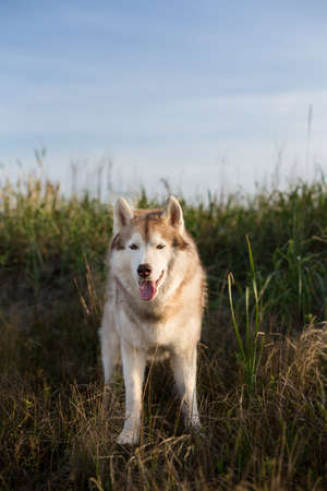 Portrait of beautiful and happy beige and white siberian husky dog with brown eyes and tonque hanging out standing in the high withered grass meadow near the sea at golden sunset.の写真素材