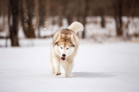 Crazy, happy and funny beige and white dog breed siberian husky with tonque out jumping and running fast on the snow in the winter field. husky dog has funの写真素材