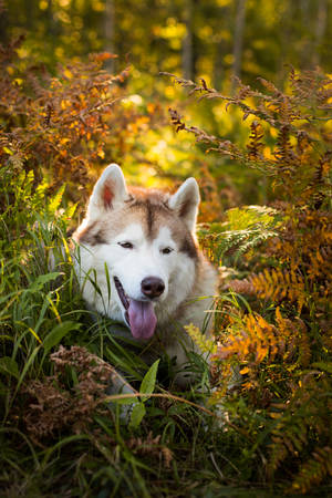 Profile Portrait of cute and happy siberian husky dog with brown eyes sitting in fern grass in the forest at sunset in autumn.の写真素材