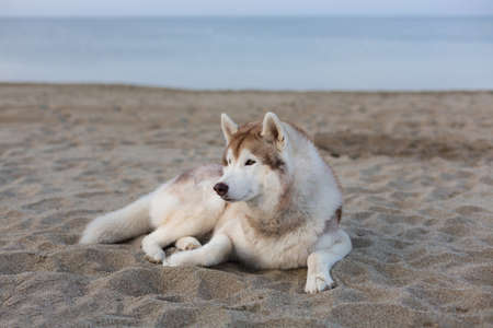 Profile Portrait of cue and happy siberian husky dog lying on the sand on sea front at sunset.の写真素材