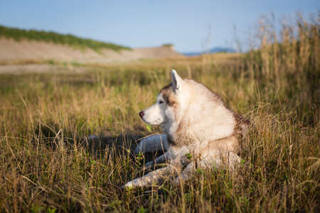 Profile Portrait of lovely beige and white siberian husky dog with brown eyes and tonque hanging out lying in the withered grass meadow near the sea at golden sunset.の写真素材