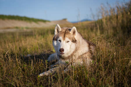 Portrait of lovely beige and white siberian husky dog with brown eyes and tonque hanging out lying in the withered grass meadow near the sea at golden sunset.の写真素材