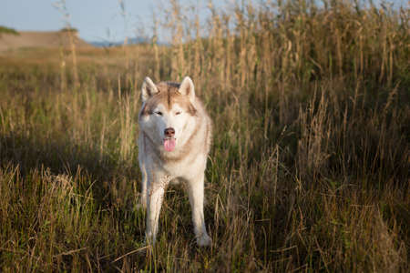 Profile Portrait of beautiful beige and white siberian husky dog with brown eyes and tonque hanging out standing in the high withered grass meadow near the sea at golden sunset.の写真素材