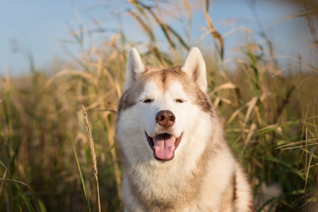 Close-up Portrait of cute and happy beige and white siberian husky dog with brown eyes and tonque hanging out sitting in the high withered grass meadow near the sea at golden sunset.の写真素材