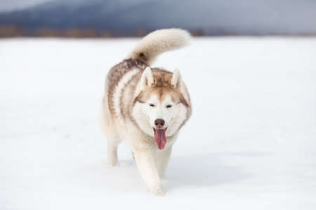 Cute, happy and funny beige and white dog breed siberian husky with tonque out strolling fast on the snow in the winter field. husky dog has funの写真素材
