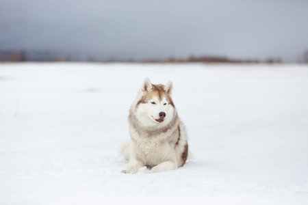 Portrait of beautiful, free and prideful dog breed siberian husky lying in the snow field in winter on mountain background at sunsetの写真素材