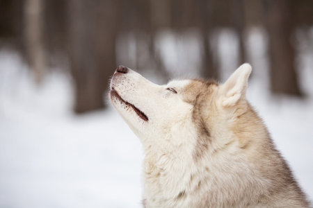 Profile Portrait of beautiful, cute and happy Siberian Husky dog standing on the snow path in the...