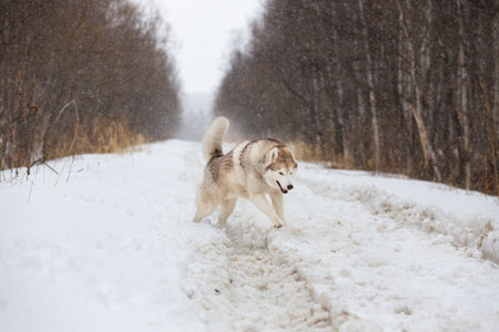 Portrait of crazy, happy and cute dog breed siberian husky with tonque hanging out running on the...