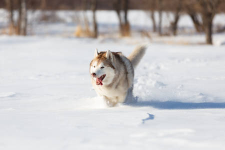 Crazy, happy and cute beige and white dog breed siberian husky with tonque out jumping and running fast on the snow in the winter field. Lovely husky dog has funの写真素材