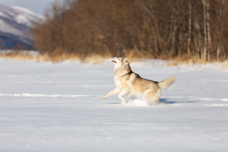 Crazy, happy and free beige and white dog breed siberian husky with tonque out jumping and running...