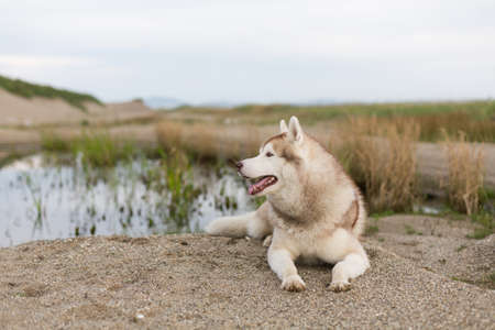 Profile Portrait of gorgeous beige and white siberian husky dog with brown eyes lying on the sand near the pond at seaside at sunsetの写真素材