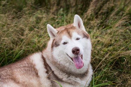 Close-up Portrait of free and cute beige and white siberian husky dog with brown eyes lying in the withered grass field at sunsetの写真素材