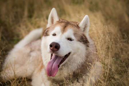 Close-up Portrait of free and cute beige and white siberian husky dog with brown eyes lying in the withered grass field at sunsetの写真素材
