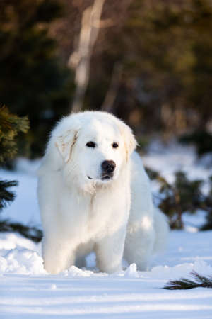 Portrait of beautiful, cute and free maremmano abruzzese sheepdog. Profile image of big white fluffy dog sitting on the snow in the forest in winter at sunsetの写真素材