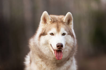 Close-up Portrait of Beautiful and free Siberian Husky dog sitting in the forest at sunset in springの写真素材