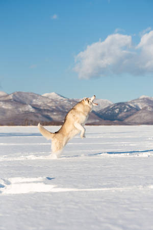 Funny, happy and cute beige and white dog breed siberian husky with tonque out jumping on the snow in the winter field. husky dog has fun on mountain backgroundの写真素材