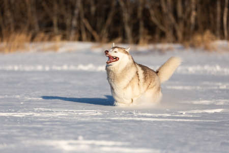 Crazy, happy and funny beige and white dog breed siberian husky with tonque out jumping and running on the snow in the winter field. husky dog has fun on sunny dayの写真素材