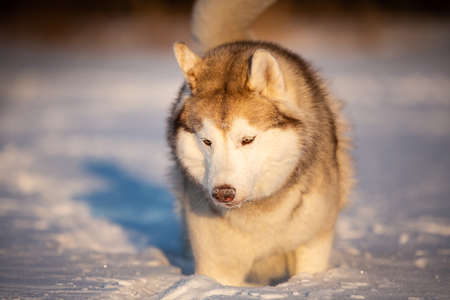 Close-up Portrait of happy and cute beige and white dog breed siberian husky with tonque out jumping and running on the snow in the winter field. Beautiful Playful husky dogの写真素材