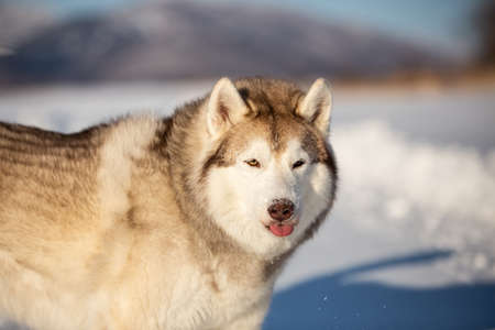 Portrait of cute, free and happy siberian Husky dog with tonque hanging out sitting on the snow in winter forest on sunny dayの写真素材